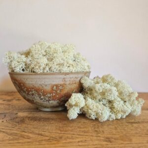 Reindeer Moss, Natural, Preserved