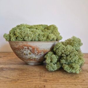Reindeer Moss, Old Green, Preserved