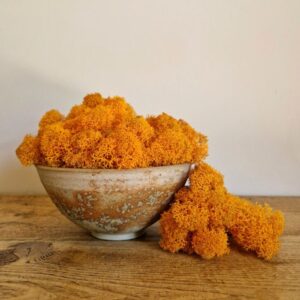 Reindeer Moss, Orange, Preserved