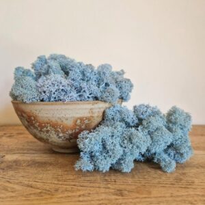 Reindeer Moss, Pale Blue, Preserved