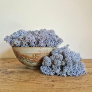 Reindeer Moss, Pale Lilac, Preserved