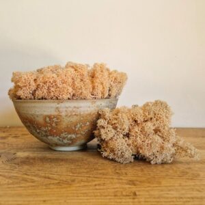 Reindeer Moss, Pale Peach, Preserved