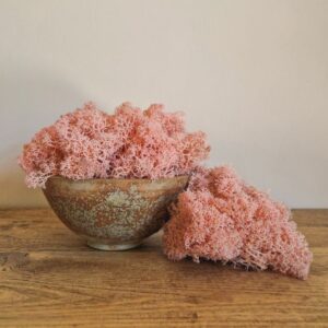 Reindeer Moss, Pale Pink, Preserved