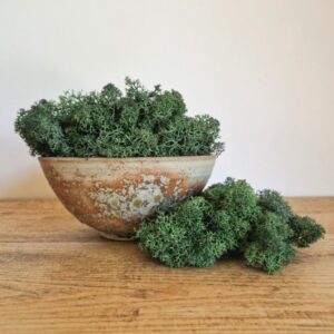 Reindeer Moss, Pine Dark Green, Preserved