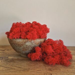 Reindeer Moss, Red, Preserved