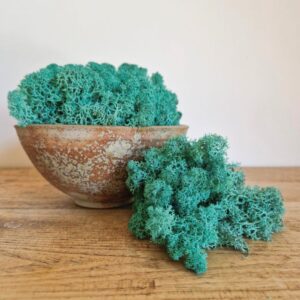 Reindeer Moss, Turquoise Green, Preserved