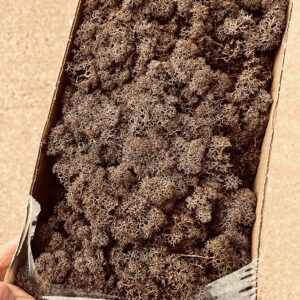 Reindeer Moss, Brown, Preserved