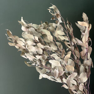 Eucalyptus Populus, Natural Sage Green, Dried, 70cm ~ Medium Bunch