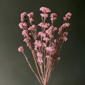 Rice Flower, Dusky Pink, Dried (Ozothamnus) 70cm