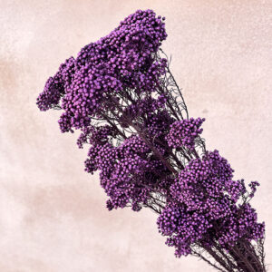 Rice Flower, Purple, Preserved (Ozothamnus) 70cm