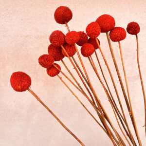 Craspedia, Dark Orange, Dried (Billy Buttons) 55cm