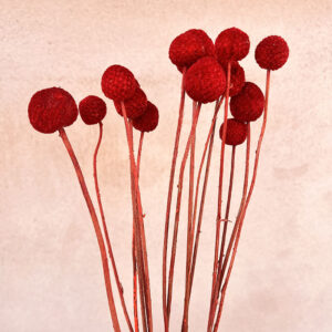 Craspedia, Dark Red, Dried (Billy Buttons) Small to Large, 55cm