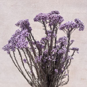 Rice Flower, Pale Violet, Preserved (Ozothamnus) 70cm