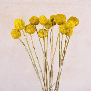 Craspedia, Natural Yellow, Dried (Billy Buttons) Small to XL, 50-60cm
