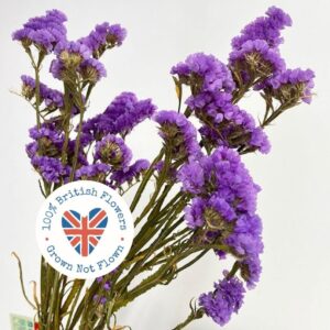 Statice sinuata, Natural Lavender Blue, Dried, 90cm ~ BRITISH GROWN
