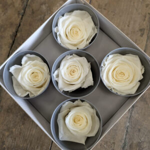 Roses, Off White, Preserved, x5 blooms, 7cm (Verdissimo®)
