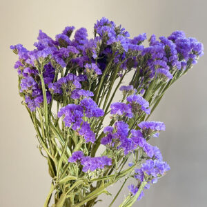 Statice sinuata, Natural Lavender Blue, Dried, 90cm