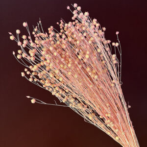 Bubble Flax, Pale Pink, Dried (Linum) 50cm