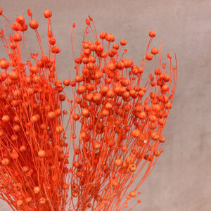 Bubble Flax, Neon Orange, Dried (Linum) 50cm