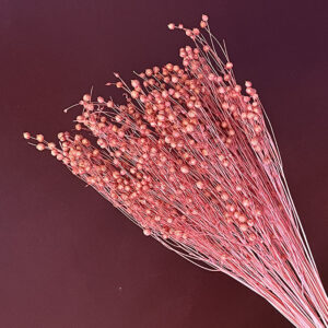 Bubble Flax, Dusy Pink, Dried (Linum) 50cm