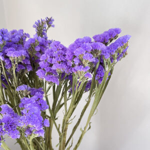 Statice sinuata, Natural Lavender Blue, Dried, 70cm