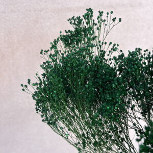 Broom Bloom, Dark Green, Dried, 50cm