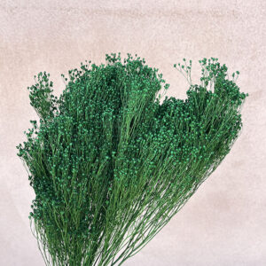 Broom Bloom, Dark Green, Dried, 50cm
