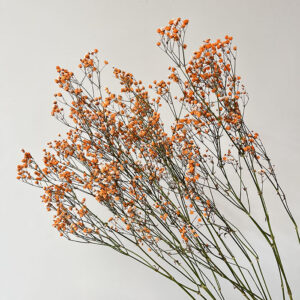 Gypsophila, Orange, Dried (Baby’s Breath) 70cm
