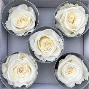 Roses, White Champagne, Preserved, x5 blooms, 7cm (Verdissimo®)