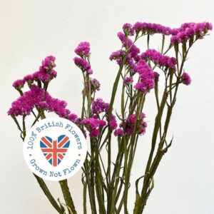 Statice sinuata, Natural Hot Pink,  Dried, up to 80cm ~ BRITISH GROWN