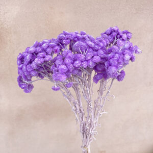 Immortelle, Lilac Shades, Dried, 50cm