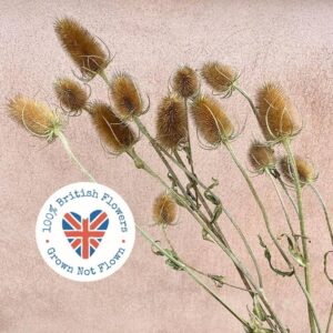 Teasels, Natural, Dried, 50-70cm (Thistles) BRITISH WILD FLOWERS