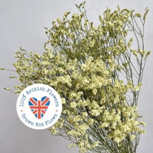 Limonium Diamond, Natural Pale Yellow, Dried, 80cm