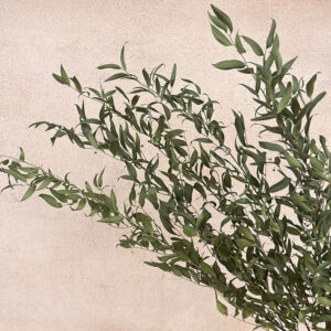 Soft Italian Ruscus, Natural, Dried 50-70cm