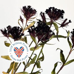 Sweet Williams, Natural Burgundy Black, 30-50cm BRITISH DRIED FLOWERS
