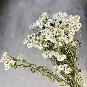 Ixodia Daisy, Natural White, Dried, 40cm
