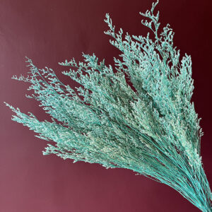 Limonium Caspia, Aqua Blue, Preserved, 70cm