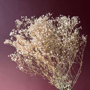 Gypsophila, Natural White, Preserved (Baby’s Breath) 70cm