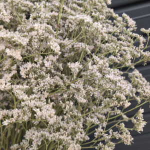 Limonium Neto, Natural Ivory White, Dried, 70cm
