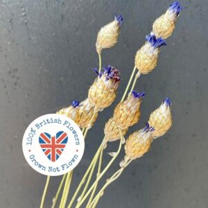 Cupid’s Dart, Natural Blue (Catananche) 25-45cm BRITISH DRIED FLOWERS