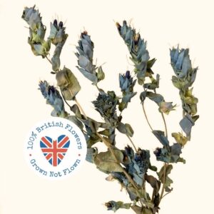 Cerinthe, Natural Blue to Green Tones (Honeywort) 25-40cm BRITISH DRIED FLOWERS