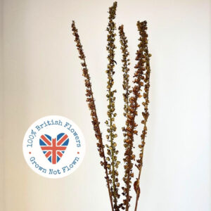 Foxglove Seed Heads, Natural, Dried (Digitalis) approx 95cm BRITISH GROWN