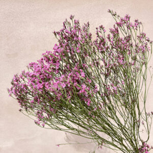 Limonium Diamond, Natural Deep Pink, Dried, 70cm