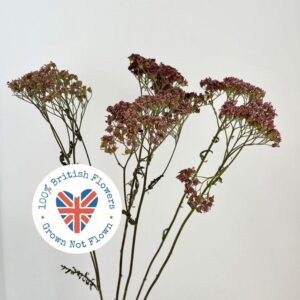 Achillea Colorado, Natural Pink to Purple, Dried (Yarrow) 55-65cm BRITISH FLOWERS