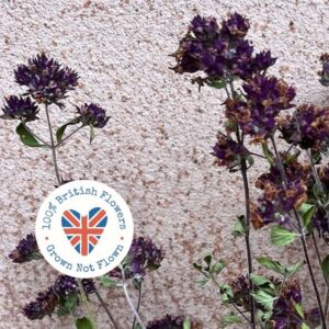 Oregano, Natural Purple, Dried, 40-50cm BRITISH FLOWERS