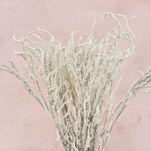 Amaranthus ‘Yearning Desert’, Natural White, Dried, 50cm