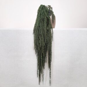 Amaranthus caudatus, Forest Green, Preserved (Cascading) up to 110cm