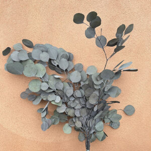 Eucalyptus Populus, Green, Preserved, up to 70cm