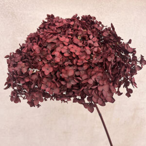 Hydrangea Annabelle, Burgundy Red, Preserved, 50cm