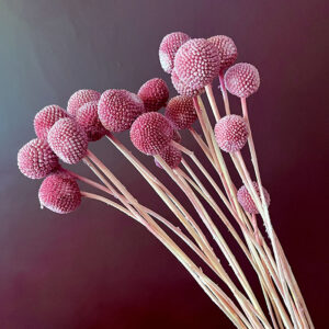 Craspedia, Dusky Pink, Dried (Billy Buttons) 55cm